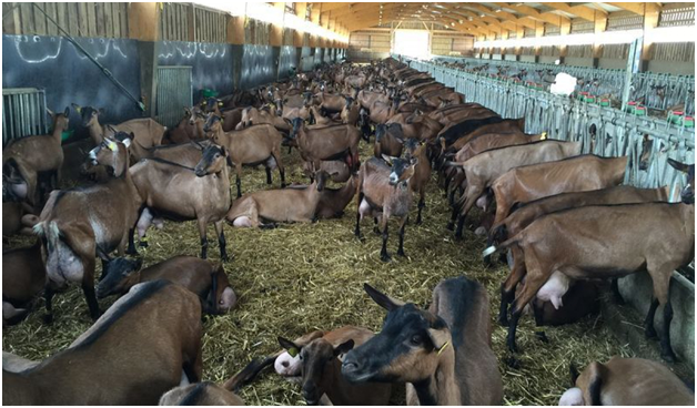Этапы строительства быстровозводимой фермы для коз