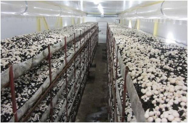 Особенности быстровозводимых грибных ферм