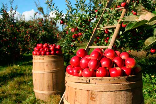 Быстровозводимое-фруктохранилище-для-яблок